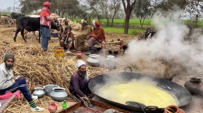 Organic jaggery News in punjabi