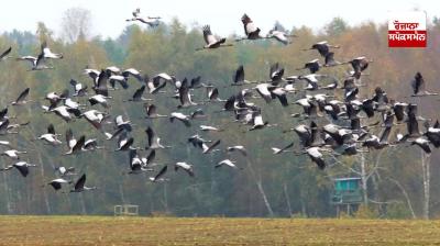 Migratory birds from different countries started arriving in Keshopur Chambha