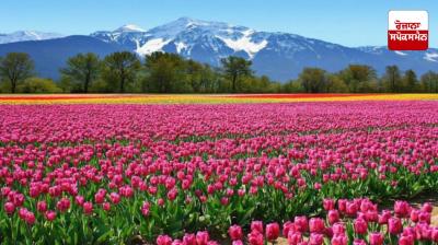 Even small farmers can earn more profit by cultivating flowers.