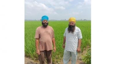 Farmer brothers have been sowing wheat without burning their fields for 12 years