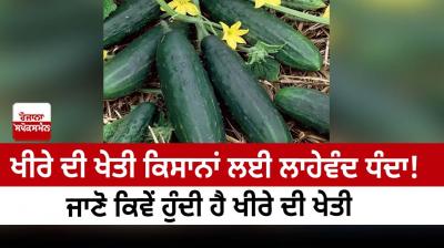 Cucumber farming is a profitable business for farmers