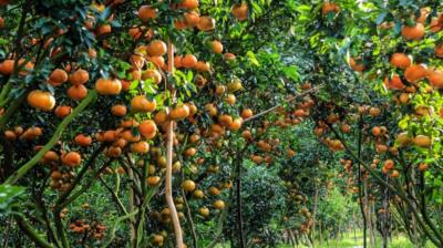 In Punjab, the area under gardens has decreased, thousands of gardens have come up