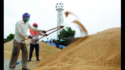 ਕਣਕ ਦੀ ਖ਼ਰੀਦ ਲਗਭਗ ਅੱਧ ਦੇ ਨੇੜੇ ਪਹੁੰਚੀ