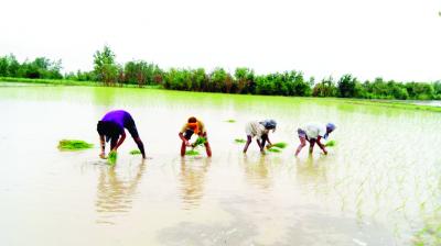 Paddy Planting In Field 