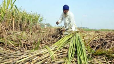 Sugarcane Farmers 