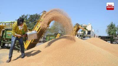 Wheat procurement in Punjab to begin from today News in punjabi 