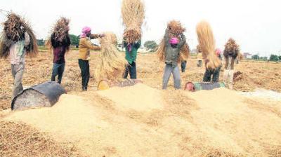 Paddy procurement begins in Punjab 