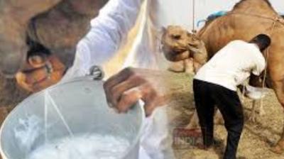  Drinking camel milk has amazing benefits