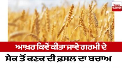 How to protect wheat crops from the heat of Summer Farming NewsHow to protect wheat crops from the heat of Summer Farming News