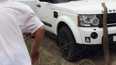 Viral video huge african rock python slides onto car in mozambique