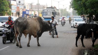Gurdaspur helpless animal