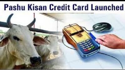  cattle farmer credit card