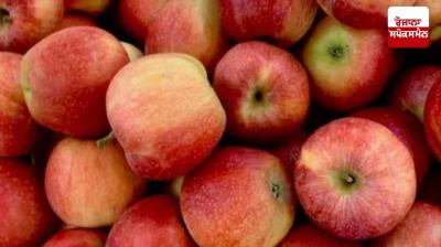ਹਿਮਾਚਲ ਪ੍ਰਦੇਸ਼ 'ਚ 3,000 ਕਰੋੜ ਰੁਪਏ ਦਾ ਸੇਬ ਕਾਰੋਬਾਰ ਸੰਕਟ 'ਚ 