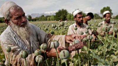  Afghanistan: Taliban bans opium poppy cultivation, drug trade