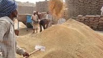 ਕਣਕ ਦਾ ਢਾਈ ਤੋਂ ਤਿੰਨ ਕੁਵਿੰਟਲ ਨਿਕਲ ਰਿਹਾ ਵਿੱਘੇ ਦਾ ਝਾੜ