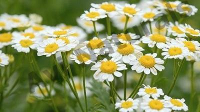 Chamomile Flower Cultivation 