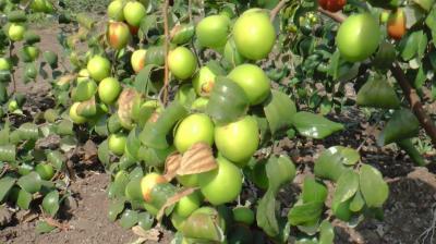  Cultivation of jujube plum