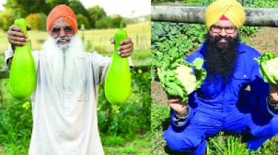  organic Punjabi vegetables 