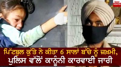 Pitbull dog injured child