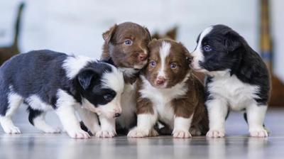 The woman threw 9 newborn puppies in the pond, a case was registered