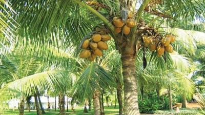 Coconut cultivation