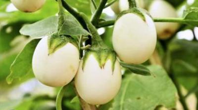 Cultivation of white eggplants