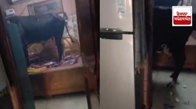 Cow entered the room and bull climbed on the bed, woman hid in the cupboard for 2 hours