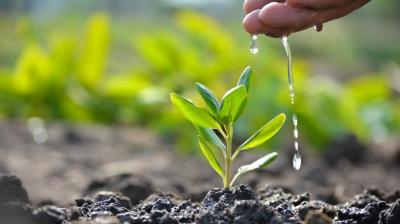  The target of planting 1.12 crore saplings has been achieved by the Forest Department