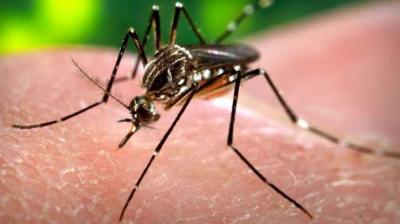 Dengue Mosquito