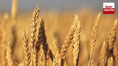 Wheat production may decrease due to March-April heat