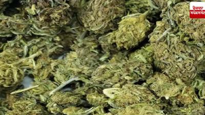 Ganja worth Rs 1.06 crore seized at Chennai airport, passenger arrested