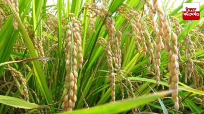 Punjab government bans sowing of Pusa 44 and other hybrid varieties of paddy