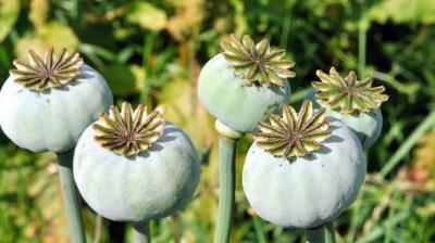 Dr. Dharamvir Gandhi