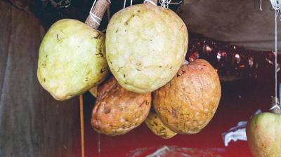 Ramphal is very beneficial for health