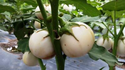 Farmers can earn good money by cultivating white brinjal