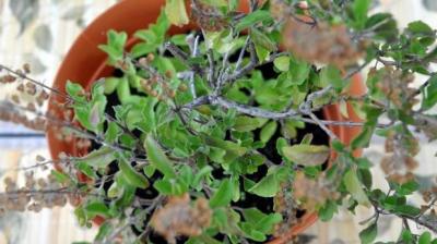 Cultivate basil at home