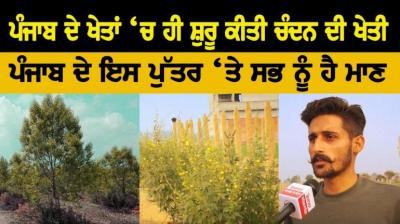  Sandalwood Agriculture