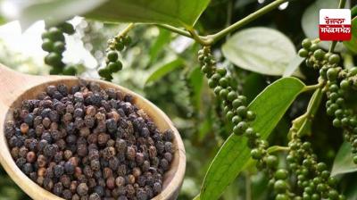 Cultivation of black pepper is proving very beneficial for the farmers