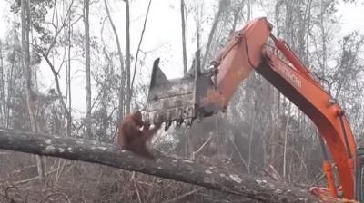 Animal Stop The Deforestation