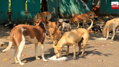 Punjab Dog Bite Cases News in punjabi