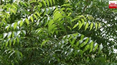 Neem is very useful for Farming News