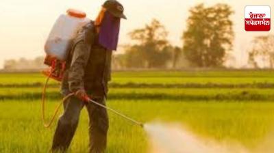 Ban on pesticides: Punjab government imposes complete ban on use of 11 pesticides for basmati crop