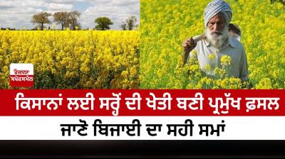 Mustard farming has become a major crop for farmers