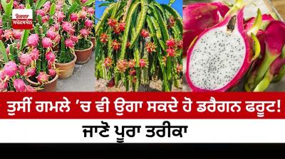 You can grow dragon fruit in pots too!