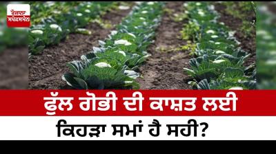 What is the best time to grow cauliflower?