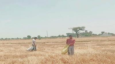 Young people picking wheat in the fields Sri Muktsar Sahib News