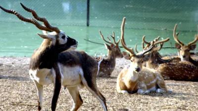 Black Deer Century, Abohar