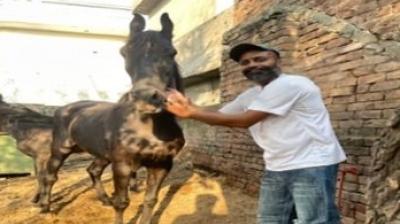 NRI committed suicide in Ludhiana News in punjabi