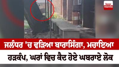 Barasinga entered Jalandhar News in punjabi 