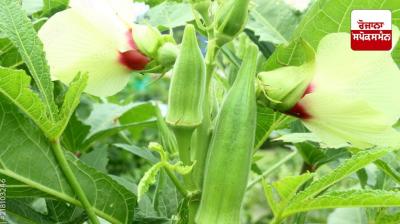 Advanced cultivation of Okra, a major summer vegetable